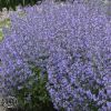 Nepeta Purrsian Blue